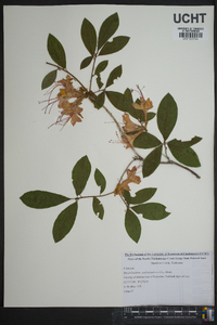 Rhododendron cumberlandense image