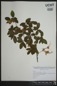 Rhododendron cumberlandense image