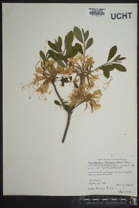 Rhododendron flammeum image