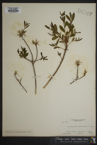 Azalea nudiflora image