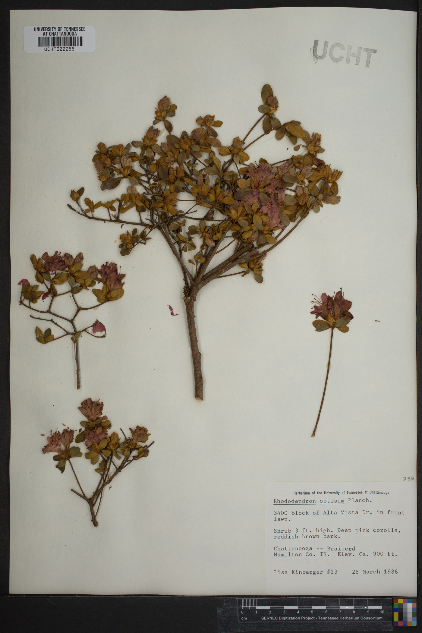 Rhododendron obtusum image