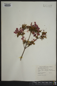 Rhododendron obtusum image