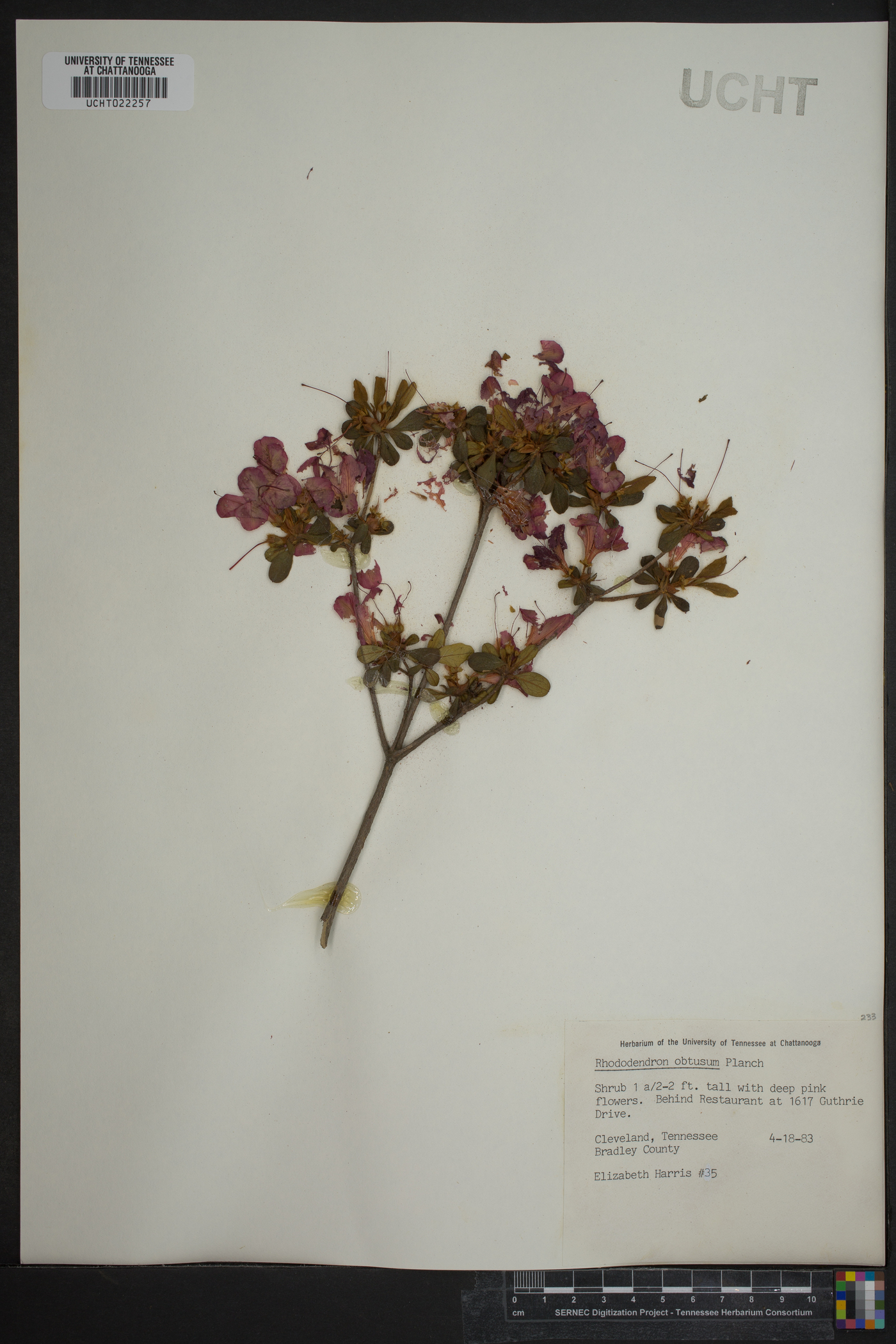 Rhododendron obtusum image