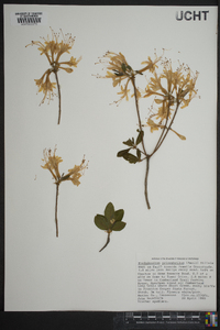 Rhododendron prinophyllum image