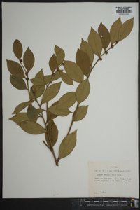 Lyonia lucida image