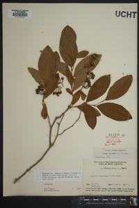 Lyonia mariana image