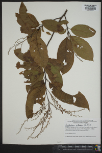 Oxydendrum arboreum image