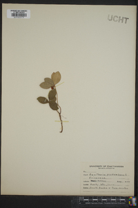 Gaultheria procumbens image