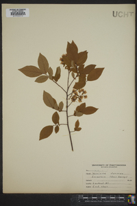 Polycodium stamineum image