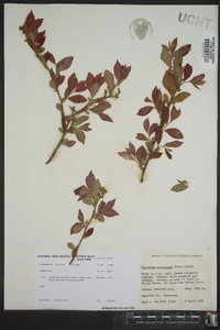 Vaccinium atrococcum image