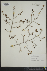 Vaccinium elliottii image