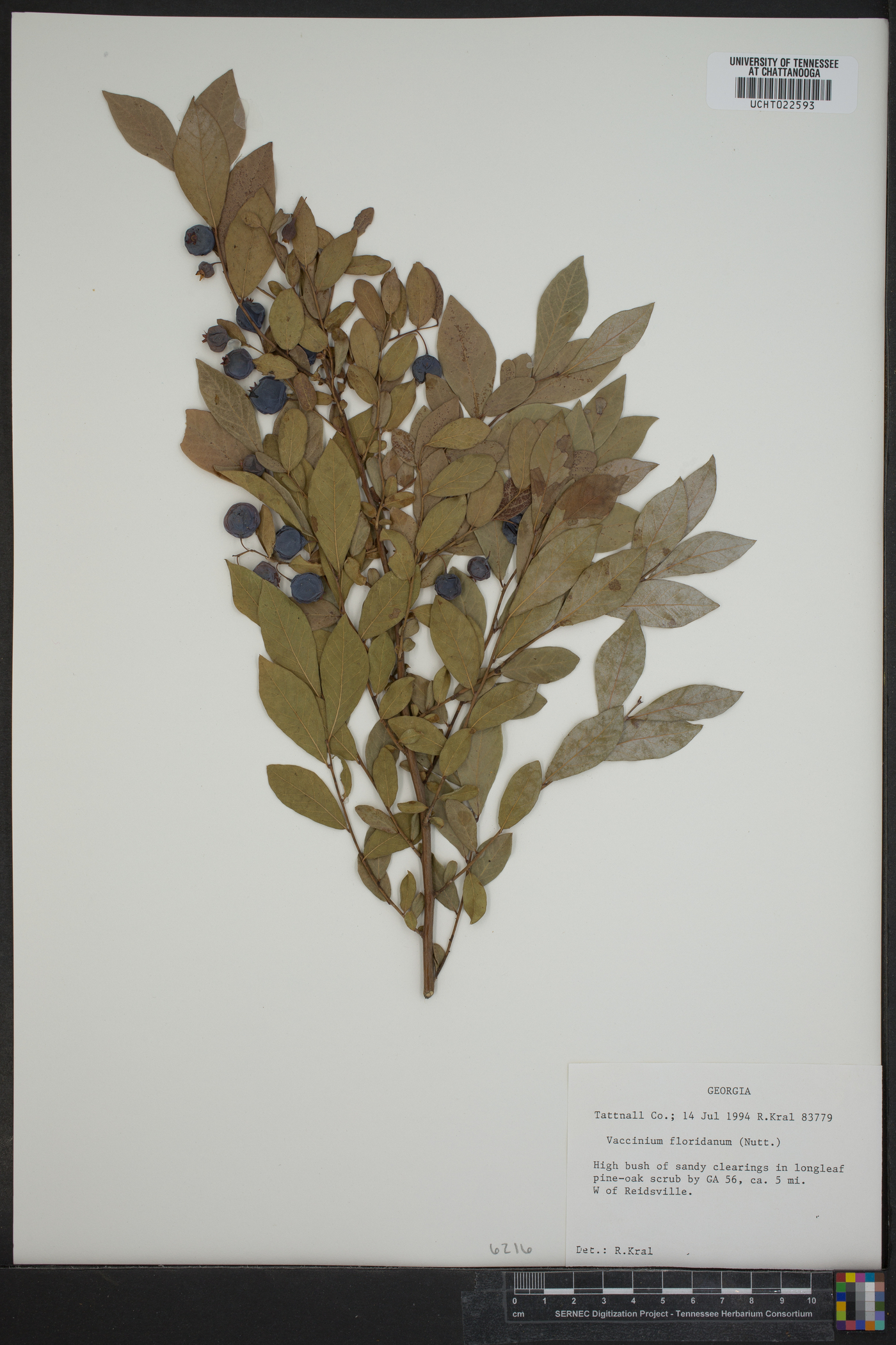 Vaccinium floridanum image