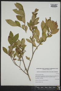 Vaccinium fuscatum image