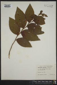 Vaccinium fuscatum image