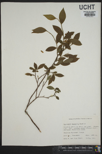 Vaccinium hirsutum image