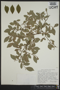 Vaccinium vacillans image