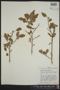 Vaccinium vacillans image