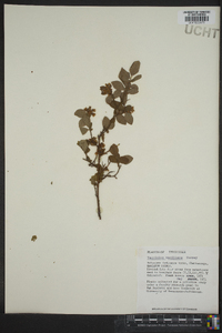 Vaccinium vacillans image