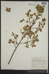 Vaccinium vacillans image