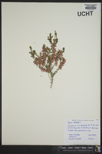 Erica tetralix image