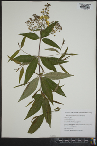 Lysimachia fraseri image