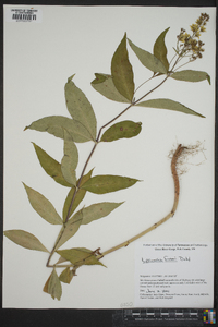 Lysimachia fraseri image