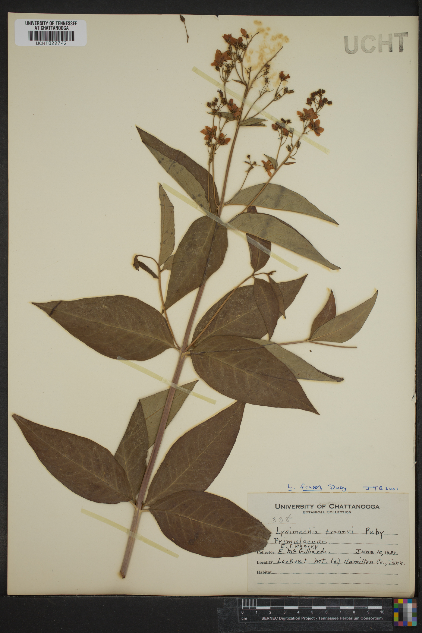 Lysimachia fraseri image