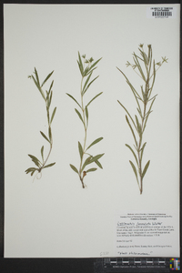 Lysimachia lanceolata image