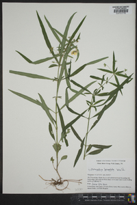 Lysimachia lanceolata image