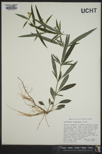 Lysimachia lanceolata image