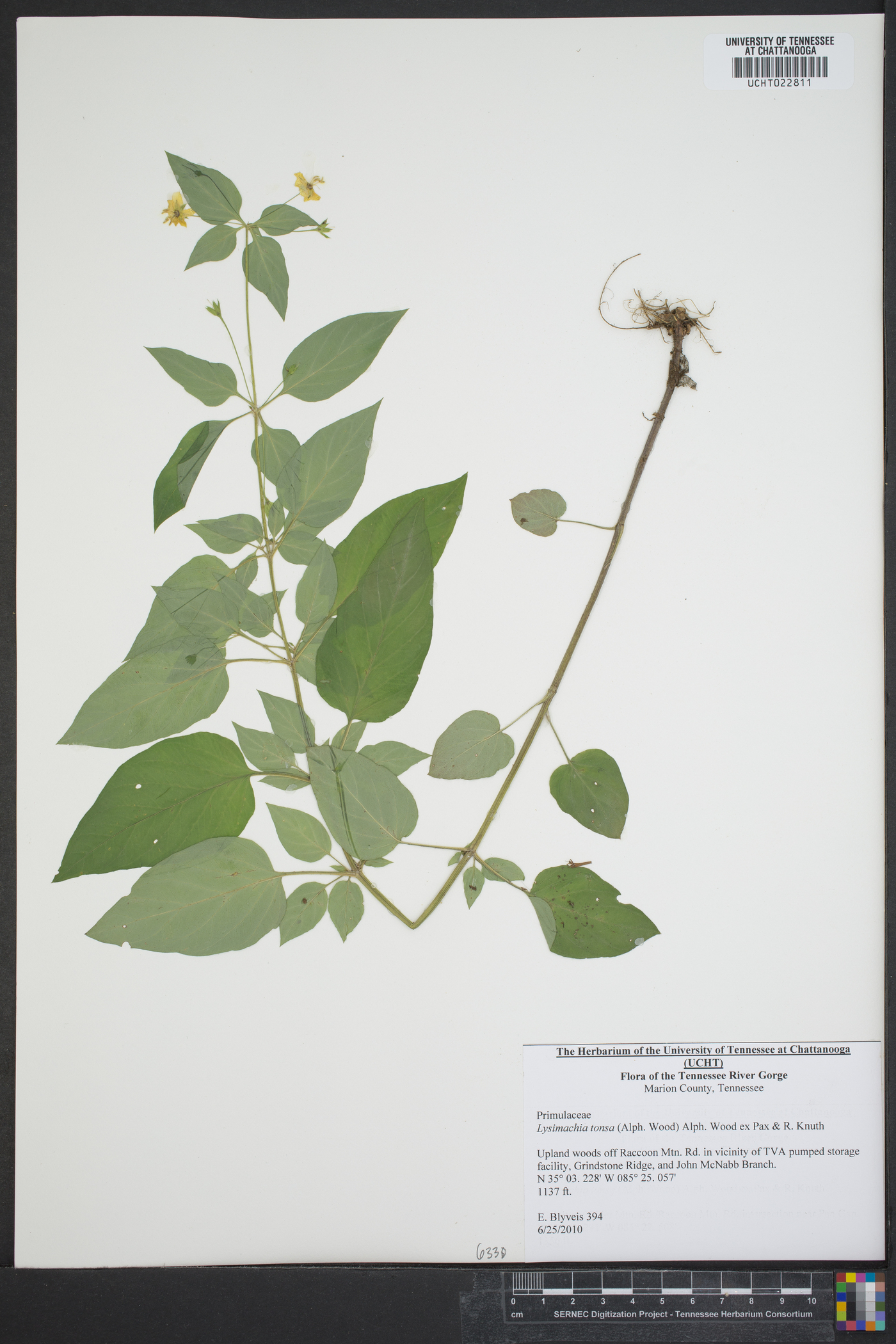 Lysimachia tonsa image