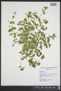 Lysimachia arvensis image