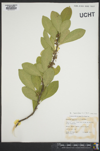 Sideroxylon lycioides image