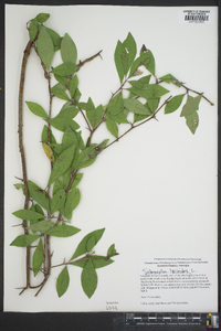 Sideroxylon lycioides image