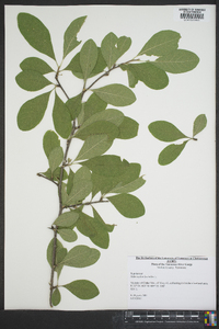 Sideroxylon lycioides image