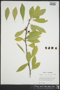 Sideroxylon lycioides image