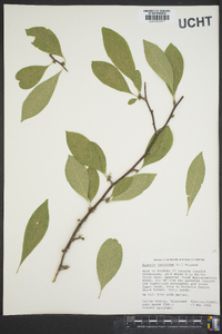 Sideroxylon lycioides image