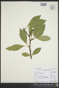 Sideroxylon lycioides image