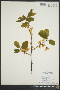 Halesia carolina image