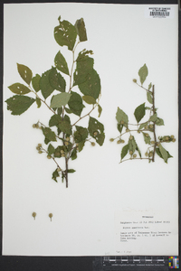 Styrax americanus image