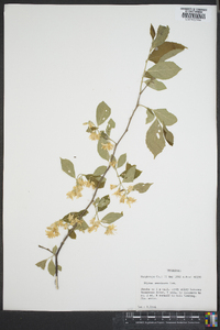 Styrax americanus image