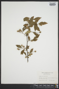 Styrax americanus image