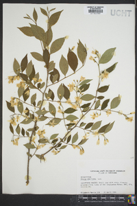 Styrax americanus image