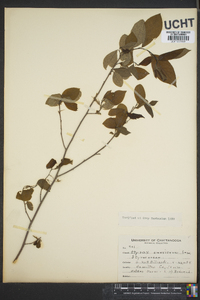 Styrax americanus image