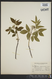 Styrax americanus image