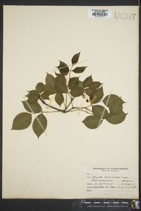 Styrax americanus image