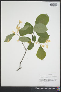 Styrax grandifolius image