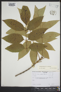 Fraxinus americana var. americana image