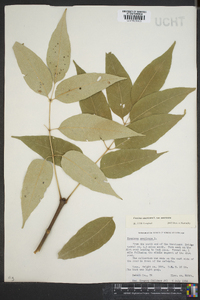 Fraxinus americana var. americana image