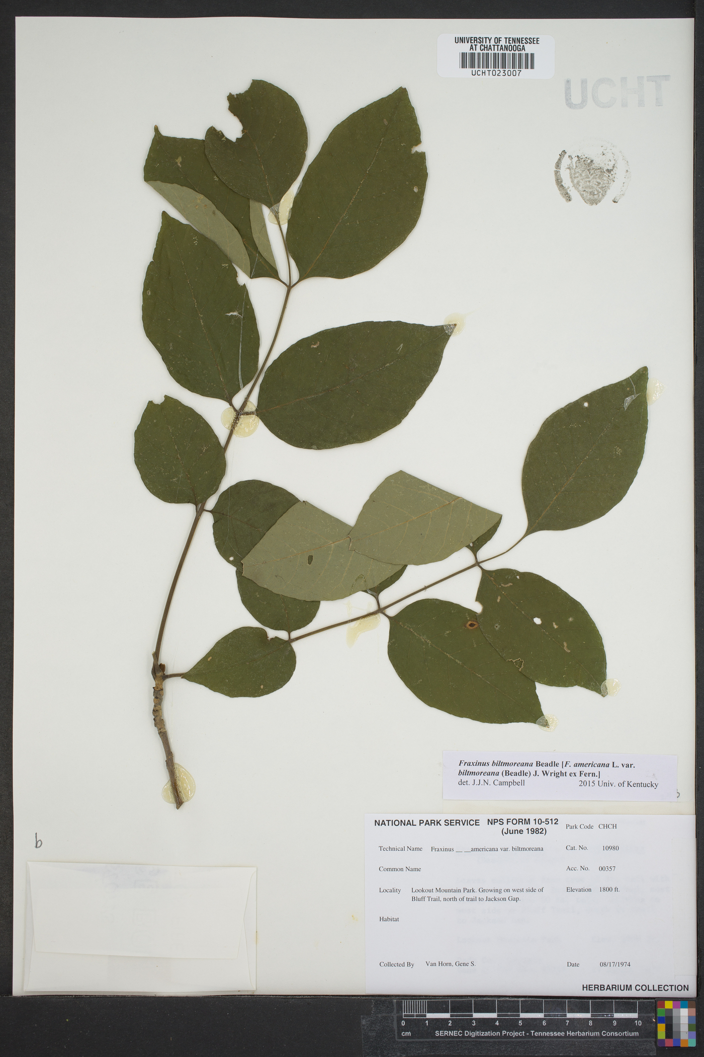 Fraxinus biltmoreana image